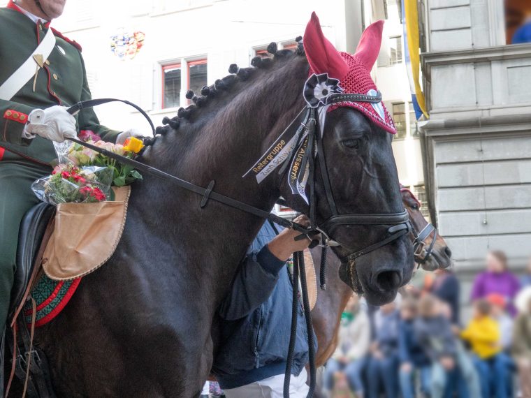 TIR und Zürcher Tierschutz kritisieren den Umgang mit Pferden am Sechseläuten