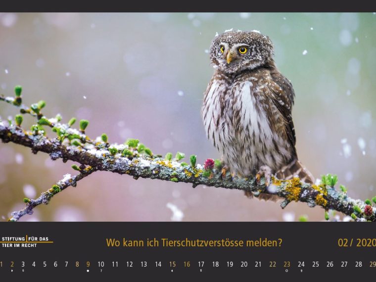 TIR-Kalender 2020 - Tierschutzrechtliche Frage im Februar