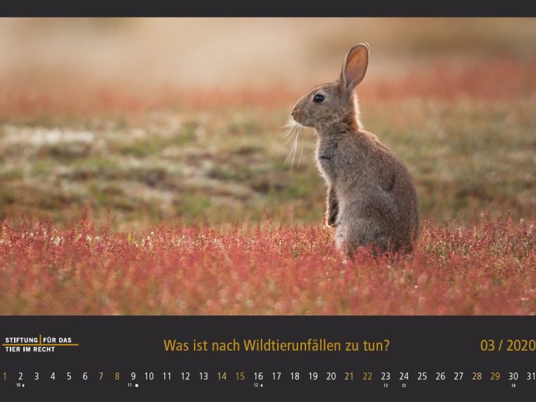 TIR-Kalender 2020 - Tierschutzrechtliche Frage im März