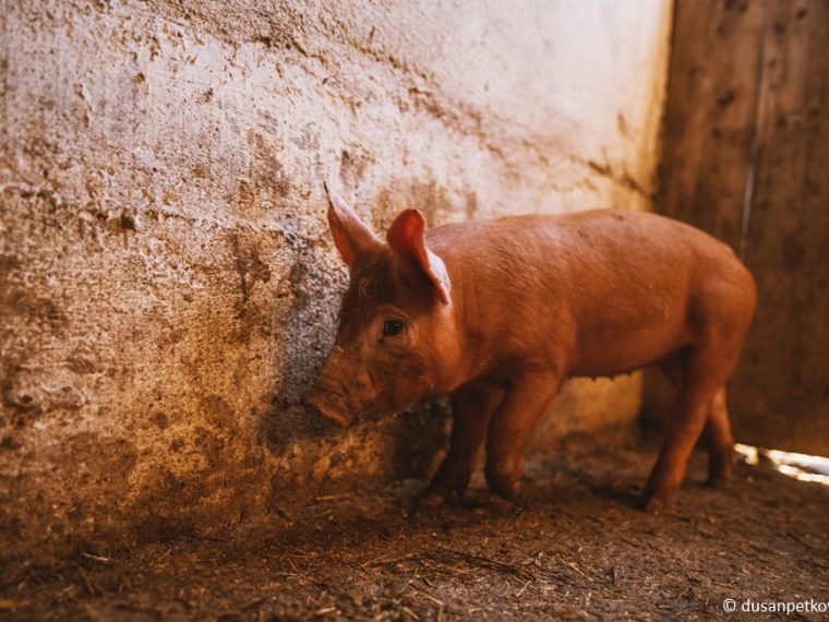TIR reicht Strafanzeigen gegen neun Schweinehalter ein
