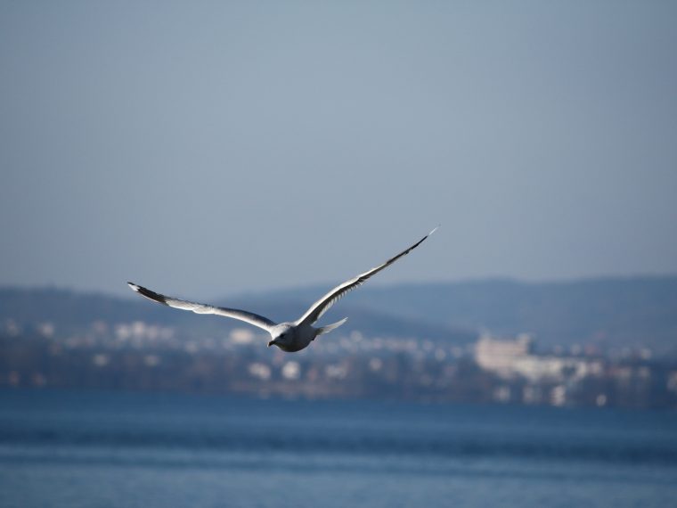 Zwei Millionen Zugvögel allein auf Zypern als Delikatesse verspiesen