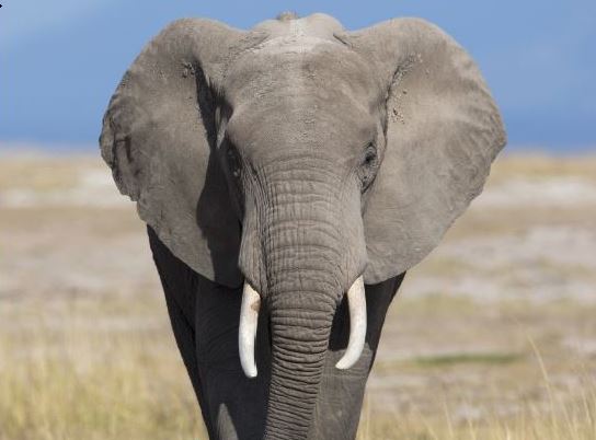 Stopp dem Handel mit Wildtieren und Wildtierprodukten