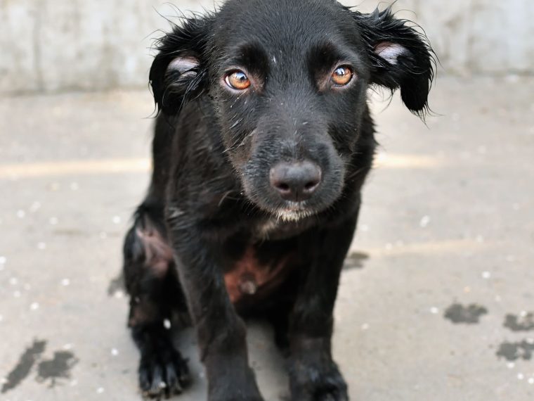 TIR fordert im aktuellen Flyer eine konsequente Bestrafung von Tierquälereien