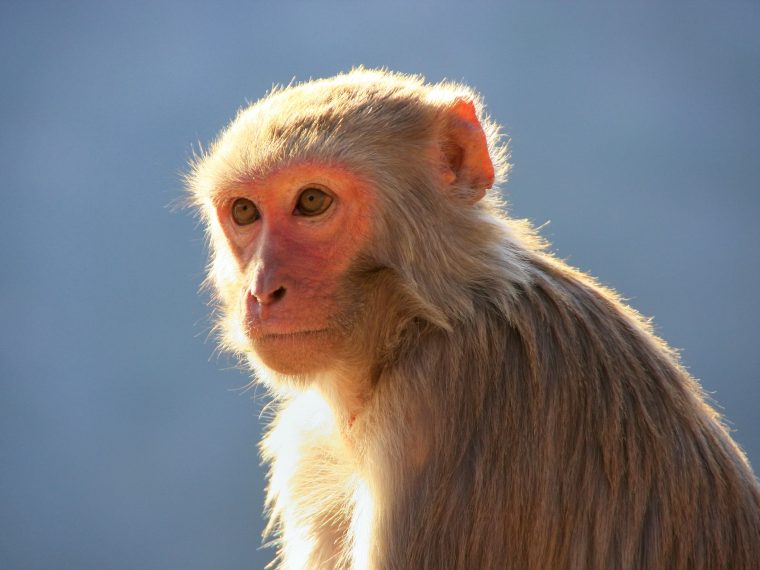 TIR kritisiert Bewilligung für umstrittene Primatenversuche scharf