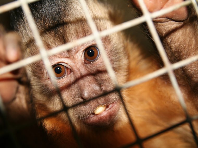 TIR unterstützt Petition für die Abschaffung von Versuchen mit Primaten: Jetzt unterzeichnen!