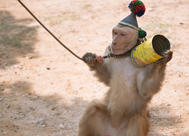 Tierschutz auf Reisen