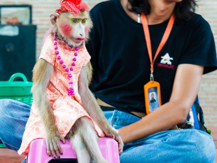 Tierschutz auf Reisen - Aufgepasst bei der Ferienplanung