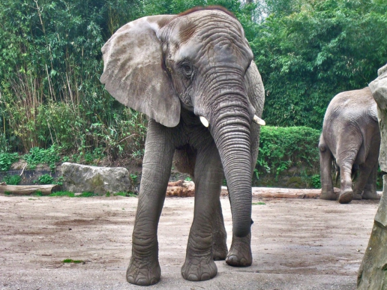Kinderzoo Rapperswil schafft das Elefantenreiten ab
