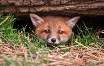 Petition für ein Baujagdverbot im Kanton Zürich eingereicht