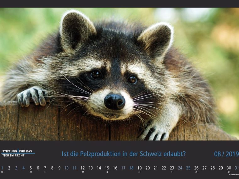 TIR-Kalender 2019 - Tierschutzrechtliche Frage im August