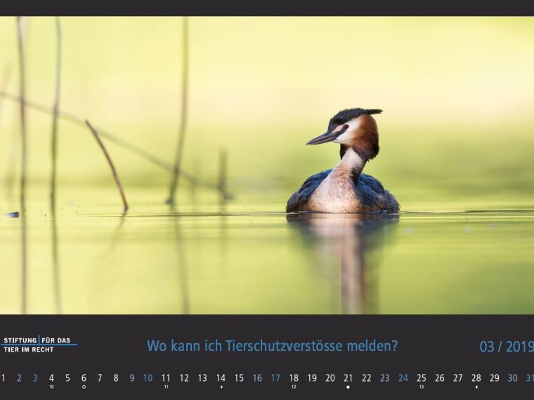 TIR-Kalender 2019 - Tierschutzrechtliche Frage im März