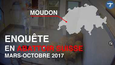 TIR enttäuscht: Staatsanwaltschaft erlässt Nichtanhandnahmeverfügung im Fall Schlachthof Moudon