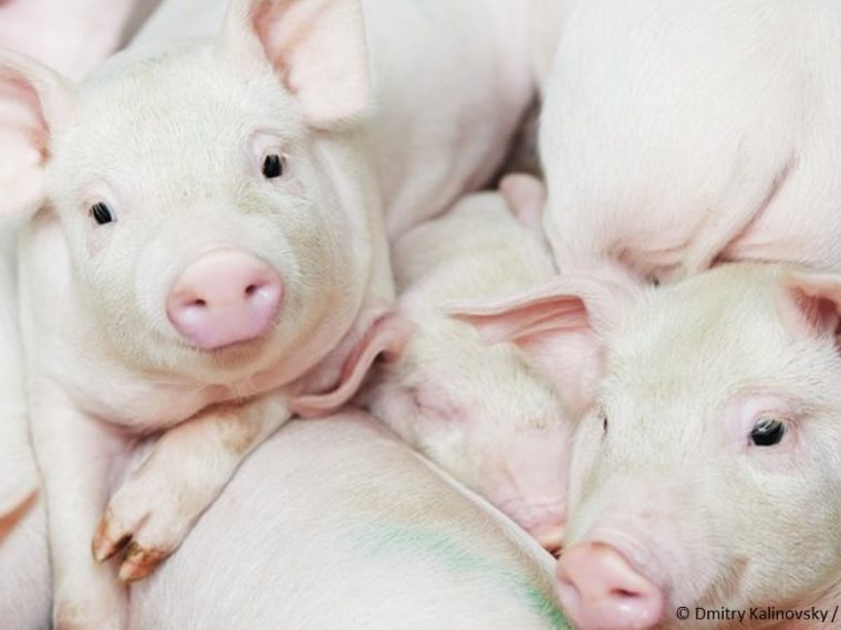 TIR analysiert bundesrätliche Ablehnung einer Videoüberwachung in Schlachtbetrieben