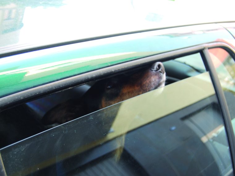 TIR warnt: Lassen Sie Ihren Hund nicht im Auto zurück!