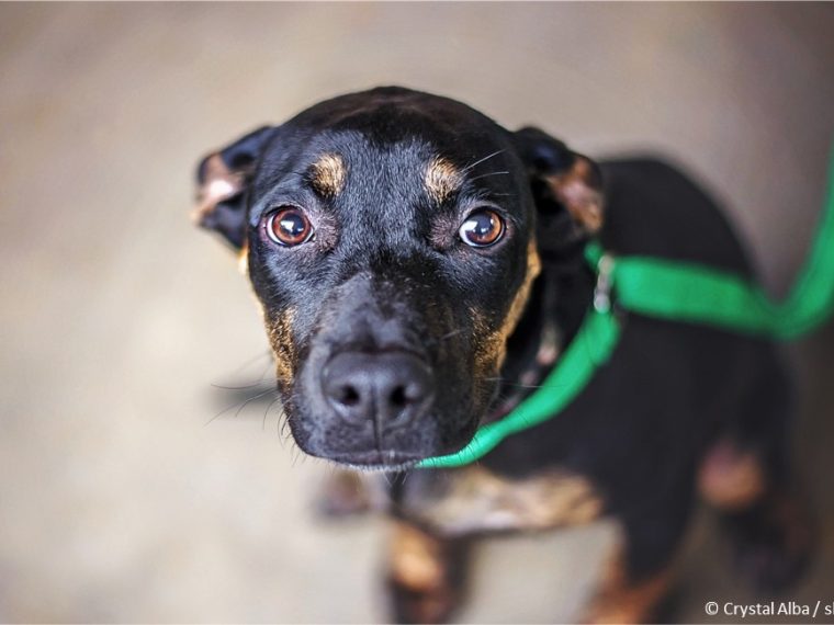 Verbotene Erziehungshilfsmittel in Hundetraining-Serie 