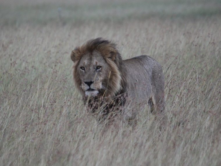 Tierschutz international: TIR kämpft gegen Wilderei und Handel mit Tieren und Tierprodukten