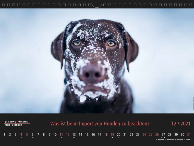 TIR-Kalender 2021 - Tierschutzrechtliche Frage im Dezember