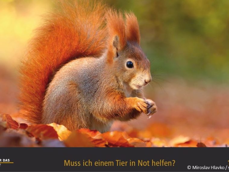 TIR-Kalender 2020 - Tierschutzrechtliche Frage im Oktober