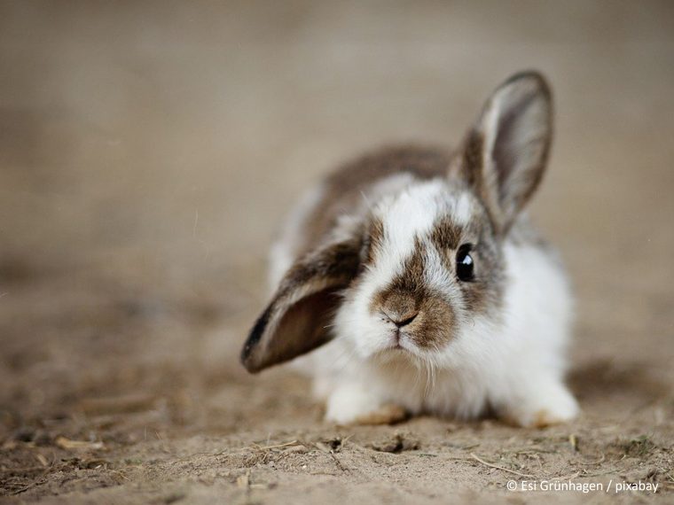 Einzelhaltung von soziallebenden Kleintieren ist tierschutzwidrig