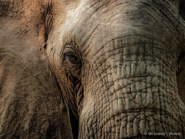 Wagt der Ständerat das überfällige JA zum Importverbot für Jagdtrophäen?