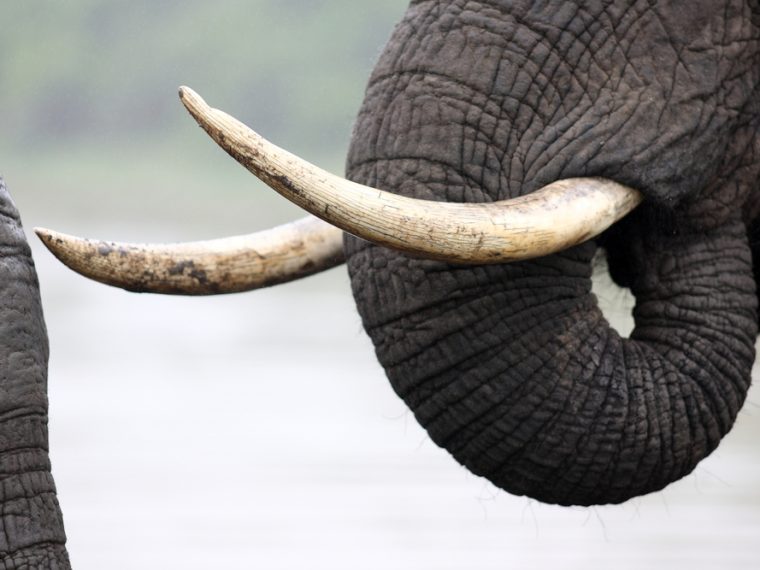 Illegaler Handel mit bedrohten Tierarten -  Für härtere Strafen