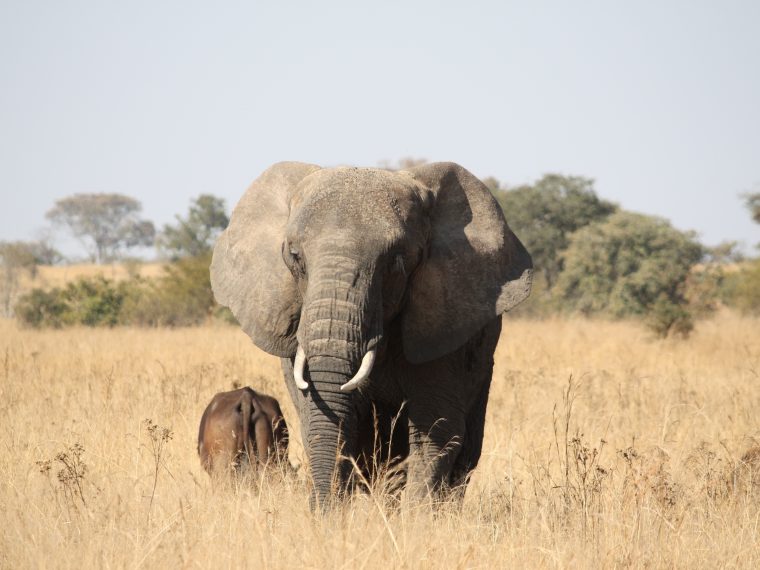 Trophäenjagd auf bedrohte Tierarten im Ausland - Jagdtourismus