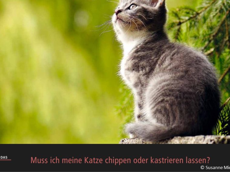 TIR-Kalender 2021 - Tierschutzrechtliche Frage im Februar