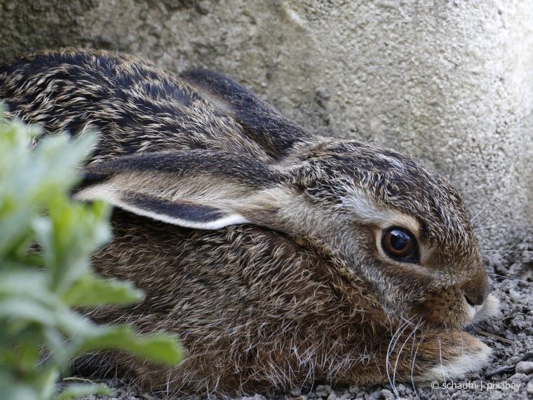 TIR bittet um Rücksichtnahme auf Tiere bei der Nationalfeier