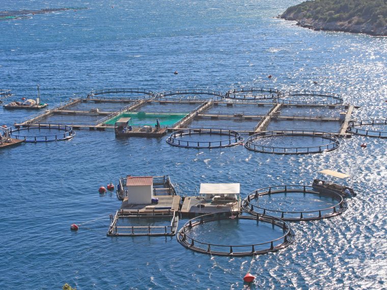 Mehr Schutz für Fische bei Labelprodukten: Erster Schritt in die richtige Richtung