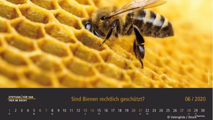 TIR-Kalender 2020 - Tierschutzrechtliche Frage im Juni