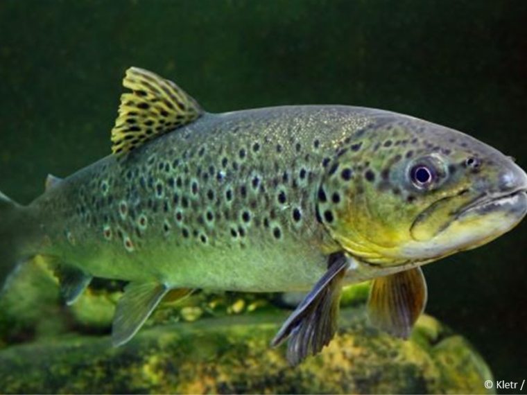 TIR erstattet Strafanzeige: Tierschutzrecht gilt auch für Fische!