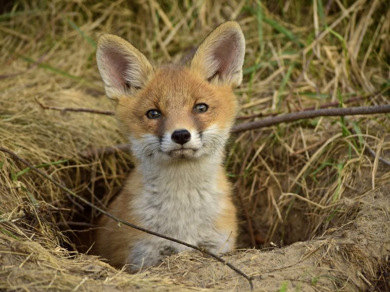 TIR erfreut: Baujagd soll in Zürich verboten werden