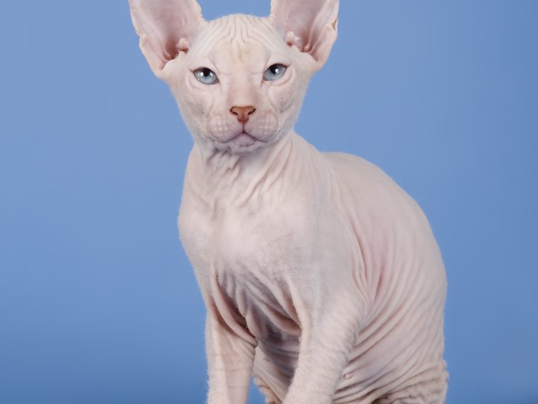 TIR begrüsst Urteil des Berliner Verwaltungsgerichts zur Qualzucht