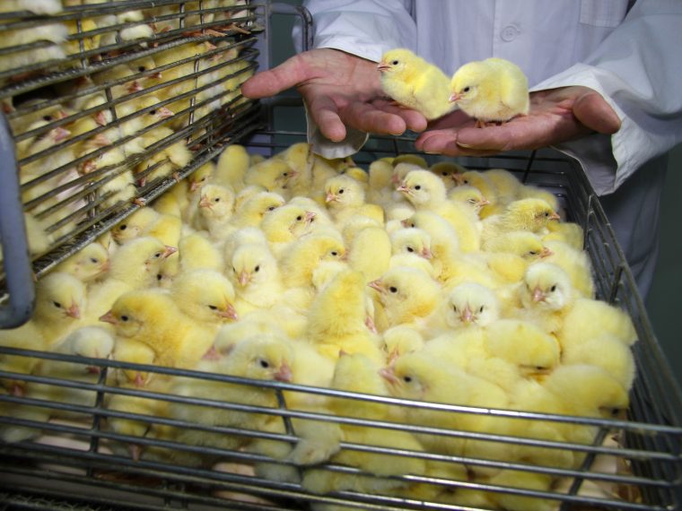 TIR enttäuscht: Umsetzung des Kükentötungsverbot in Nordrhein-Westfalen gescheitert