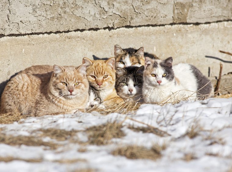 TIR informiert im aktuellen Flyer über Halterpflichten bei Freigängerkatzen