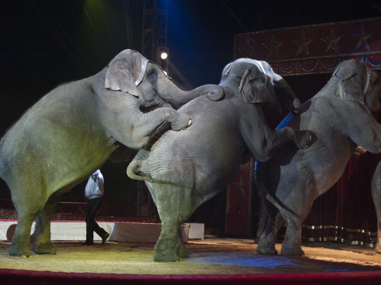 TIR erstattet Strafanzeige gegen Circus Royal wegen Tierwürdemissachtung