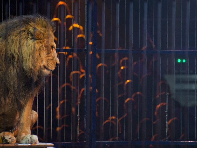 Unzureichender Schutz von Zirkustieren: TIR von neuer Wildtierverordnung enttäuscht