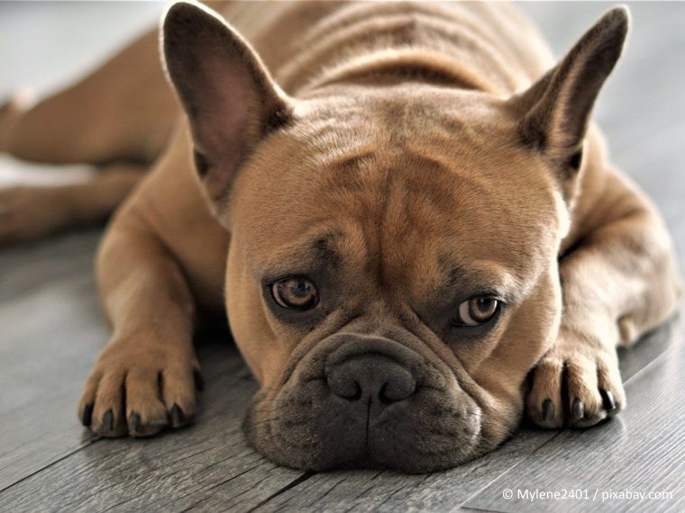 TIR begrüsst Tierquälerei-Urteil des Zürcher Obergerichts