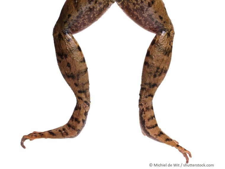 TIR erfreut: Parlament beschliesst Deklarationspflicht für in der Schweiz verbotene Produktionsarten bei tierischen und pflanzlichen Erzeugnissen