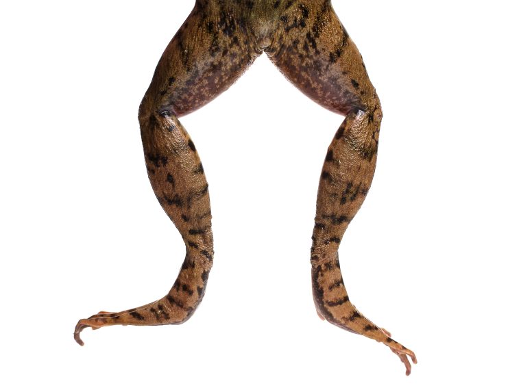 TIR hocherfreut: Nationalrat fordert ein Importverbot für tierquälerisch erzeugte Produkte