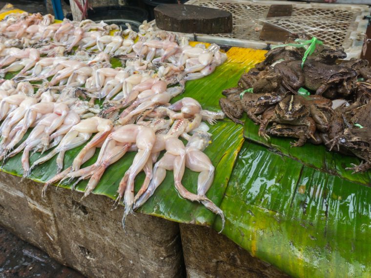 TIR kritisiert den Konsum von Froschschenkeln