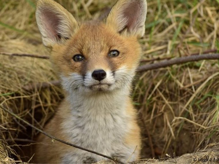 TIR erfreut: Zürich verbietet Baujagd