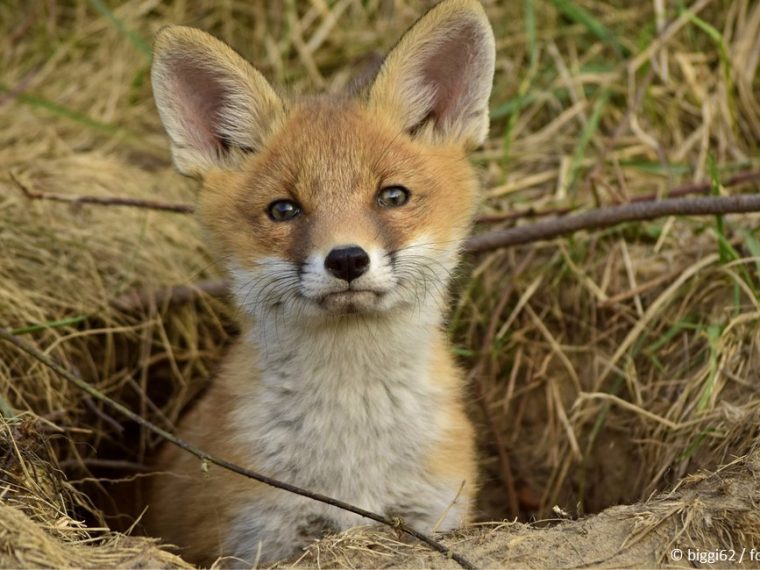TIR hocherfreut: Thurgau beschliesst Baujagdverbot