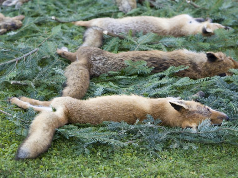 TIR kritisiert Bundesgerichtsentscheid zum Jagdrecht und zur Nachsuche