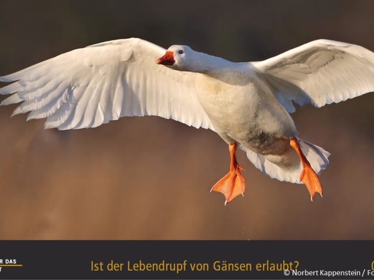 TIR-Kalender 2020 - Tierschutzrechtliche Frage im September