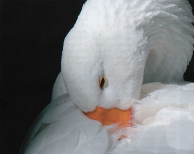 TIR-Informationsbroschüre: Das Leiden der Gänse und Enten für den Luxus