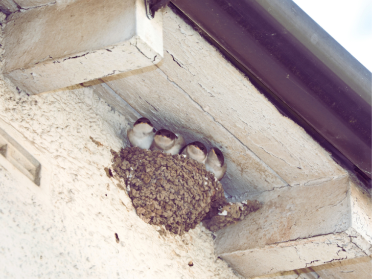 TIR fordert mehr Rücksicht bei Bauprojekten: Lebensgefahr für Tiere vermeiden