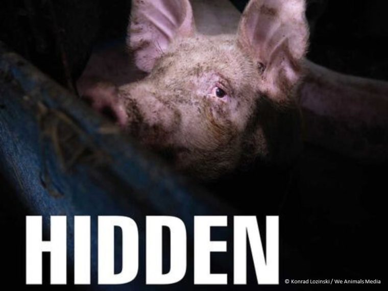 HIDDEN - TIR unterstützt die Ausstellung 