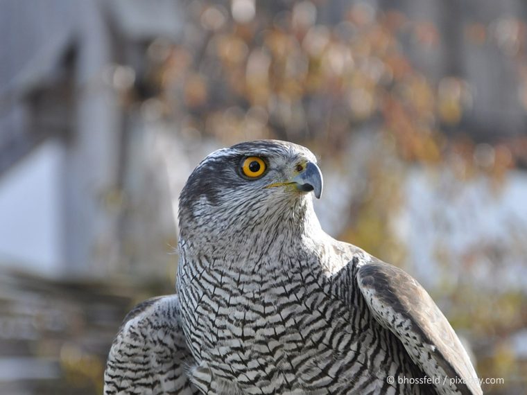 Tierquäler per Strafbefehl verurteilt - TIR hofft auf Signalwirkung
