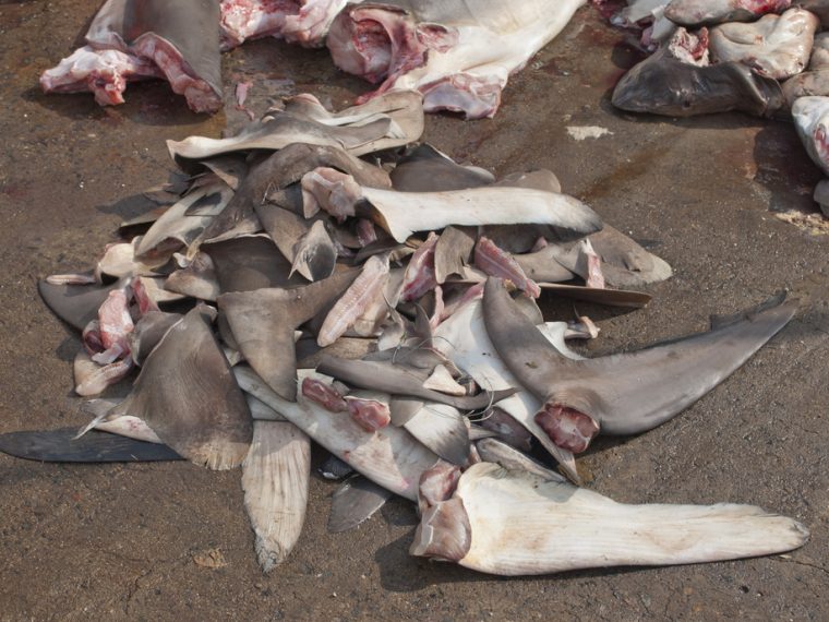 TIR enttäuscht über Ablehnung des Importverbots für Haifischflossen